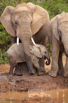 Baby elephant being protected by its mother