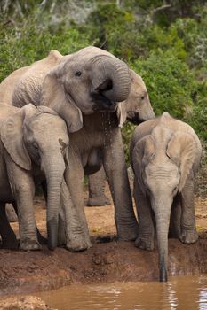 Young Elephant family at the drinking hole