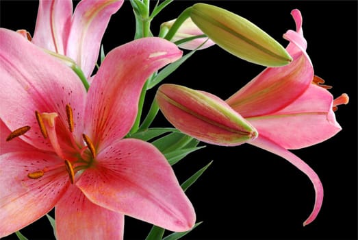 Lily Bouquet Isolated on Black