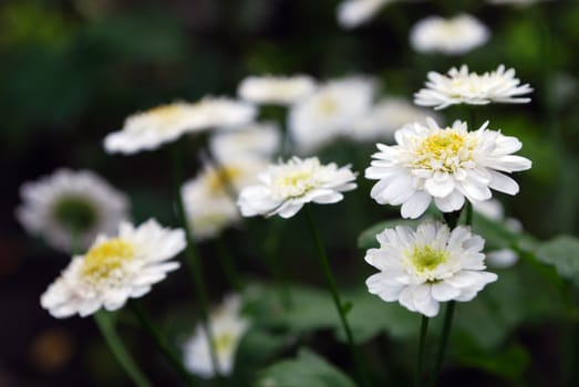 Camomile Flowers with Blured Background