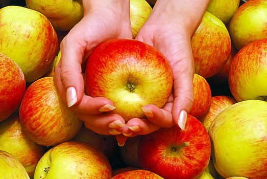 Female Hands Holding Apple on Heap of Apples Background