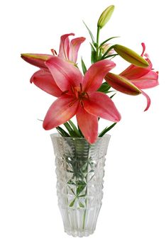 Lily Bouquet in Vase Isolated on White