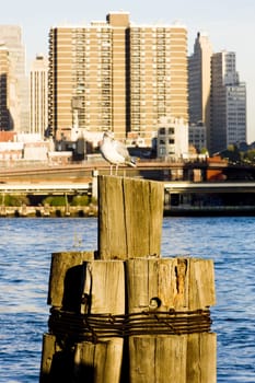 sea gull at Manhattan, New York City, USA