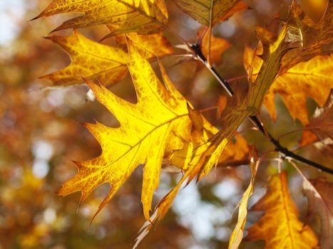 Red oak leaves at spring with nice bokeh