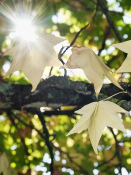 Sweetgum tree at fall with sparkling sun
