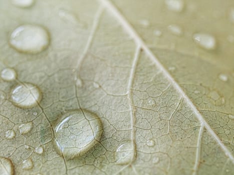 Autumn leaf macro with rain drops  selective focusing
