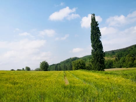 Rural landscape with fresh green wheat field on the foreground