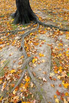 autumnal Central Park, New York City, USA