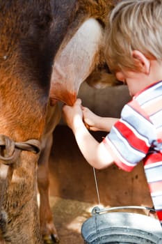 A young boy milking a brown cow into a tin bucket