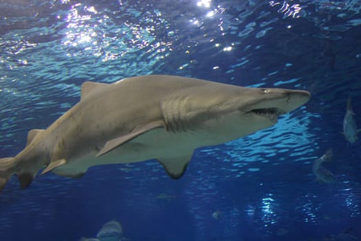 details shot of an shark in close up