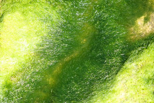 details of green algae, moss texture in closeup