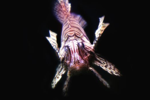 details red Lionfish (Pterois miles) in close up