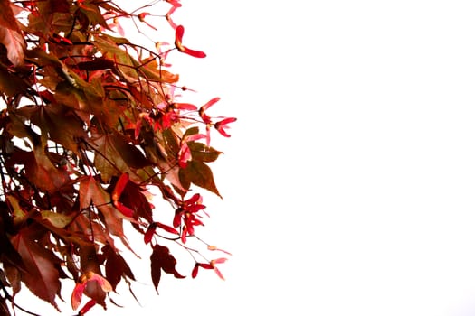 Autumn maple red leaves on a white background.