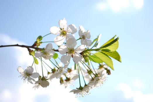 Blooming Branch of Cherry Tree