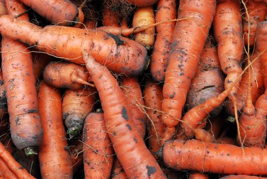 A Head of Gathered Carrots with Mud