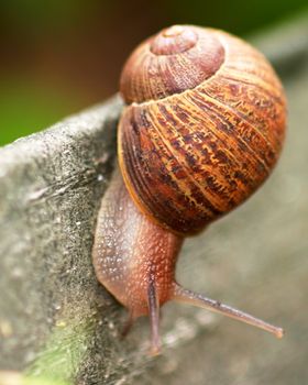 Single brown snail walking along very slowly