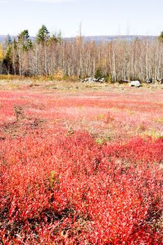 autumnal landscape, Maine, USA