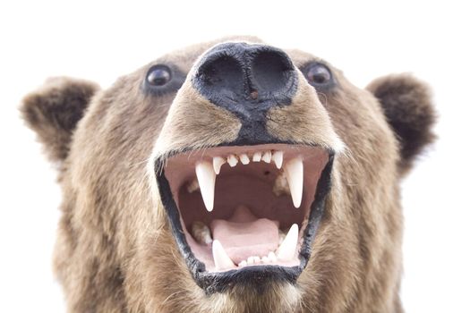 isolated wild brown bear portrait