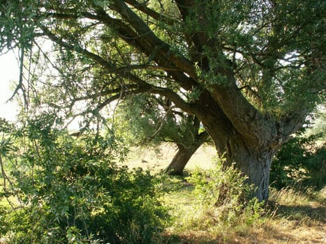 Willow trees in Poland