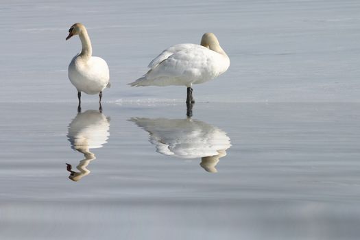 Two swans on snow with reflection