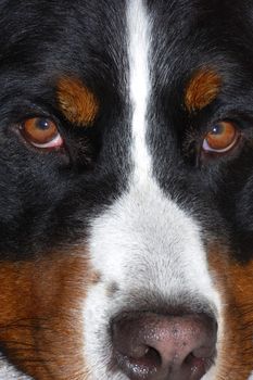 Close up portrait of a Bernese Mountain Dog (also known as Bouvier Bernois or Berner Sennenhund)