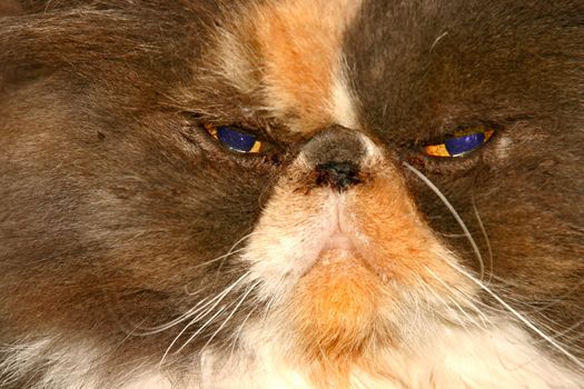 Portrait of cat in close up