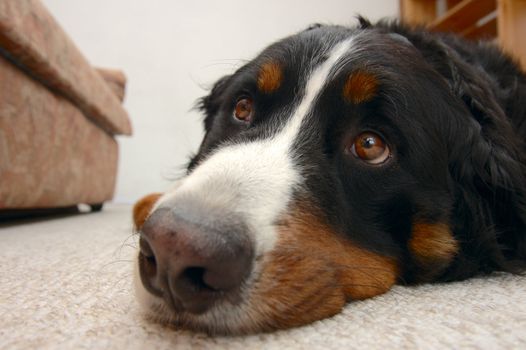 Close up portrait of a Bernese Mountain Dog (also known as Bouvier Bernois or Berner Sennenhund), looking up mournfully, hoping to be taken out.