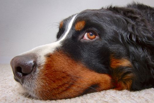 Close up portrait of a Bernese Mountain Dog (also known as Bouvier Bernois or Berner Sennenhund), lying on the carpet looking up mournfully.