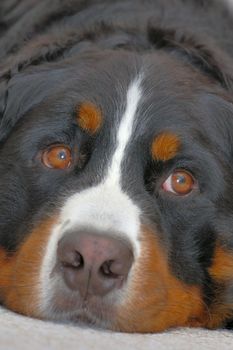 Close up portrait of a Bernese Mountain Dog (also known as Bouvier Bernois or Berner Sennenhund), lying on the carpet, looking up expectantly.