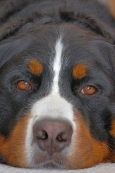 Close up portrait of a Bernese Mountain Dog (also known as Bouvier Bernois or Berner Sennenhund), lying on the carpet, eyes half-closed in boredom.