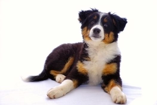 Portrait of a young dog (cross between a Border Collie and a Bouvier Bernois) isolated on white.