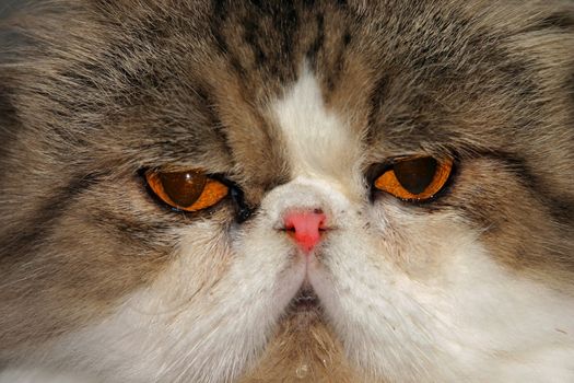 Close up of a cat's face