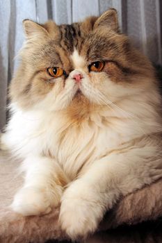 A persian cat poses for photo