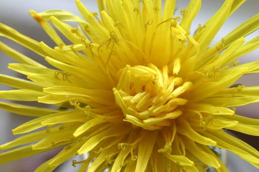 Close up of a dandelion