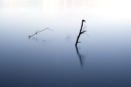 abstract image a plant and its reflexion in the water