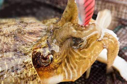 cuttlefish animal marine life fishing with a color lure