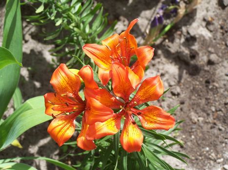 Close up of the tiger lily blossom.