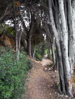 Pathway along olive trees in a small forest in Malta