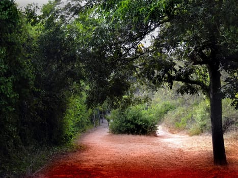 Pathway along trees in a small forest in Malta