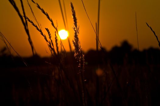 golden landscape: native grasses on the sunset