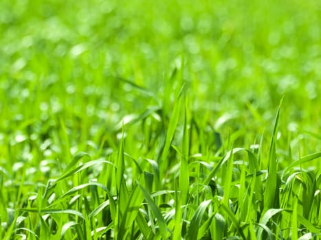 Backdrop made of real fresh winter grass