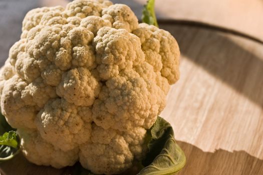 vegetable series: fresh and ripe cauliflower under sunlight