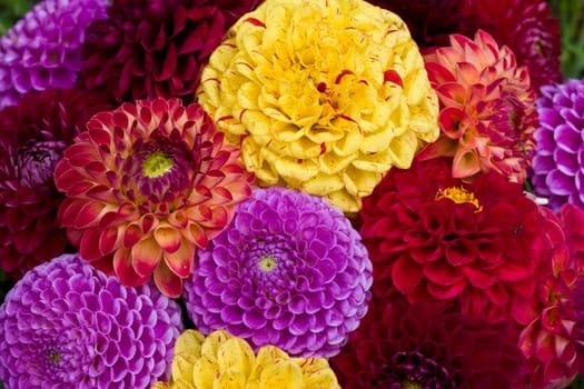 cultivated flowers: many colored dahlia, nature background