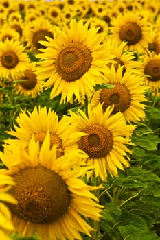 meadow of yellow sunflower background, agriculture subject