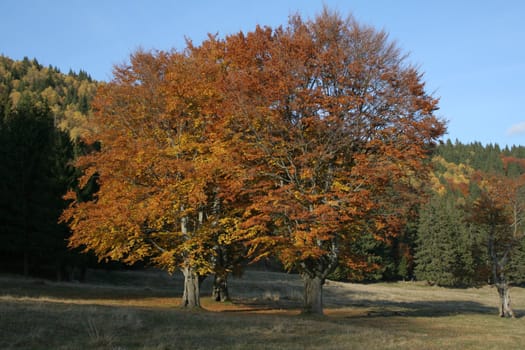 autumn trees