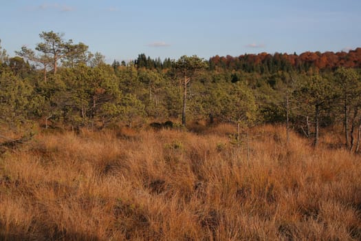 autumn trees