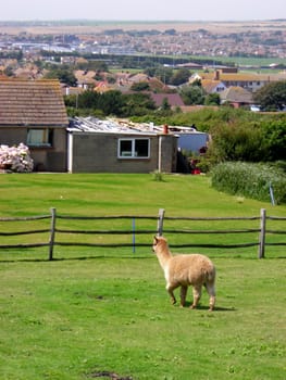  A sheep inside a yard close to Rottingdean, East Sussex, England.