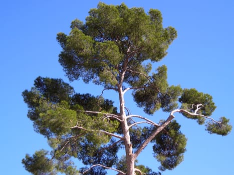 Frontal view of an isolated pine at the Retiro Gardens in Madrid.