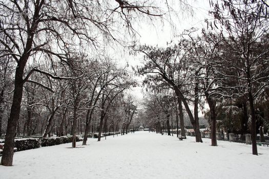 View of a snow path surrounded by trees in the Retiro Park, Madrid, Spain.