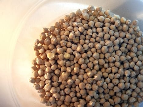 A bunch of chickpeas, a variety from Spain called Pedrosillo, holding on water to be cook.